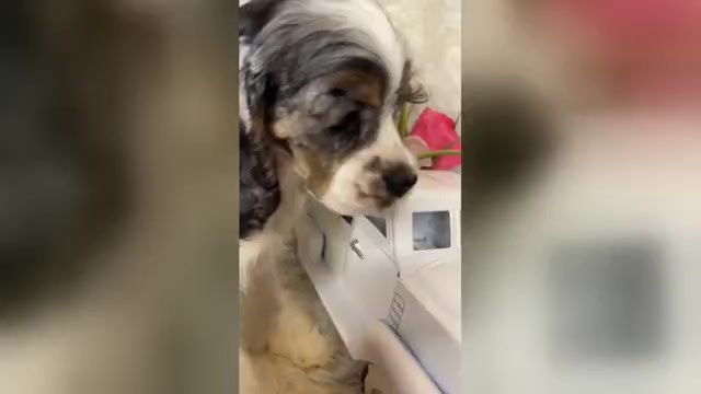 Video preview image #1 Cocker Spaniel Puppy For Sale in HESPERIA, CA, USA