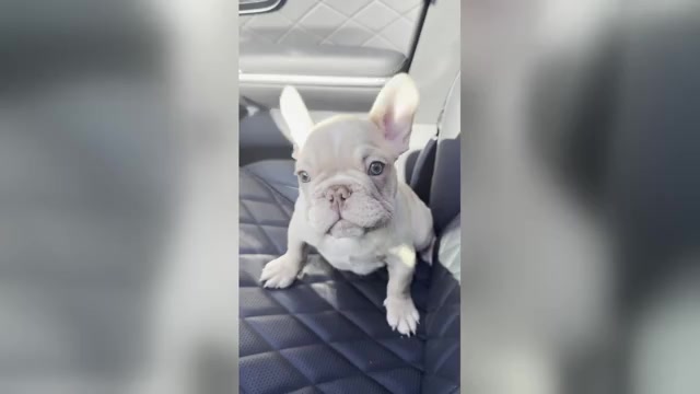 Video preview image #1 French Bulldog Puppy For Sale in LAS VEGAS, NV, USA