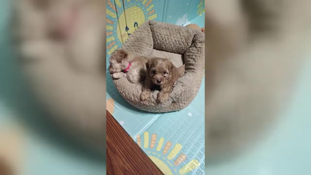 Video preview image #3 Maltipoo (Toy) Puppy For Sale in SAN ANTONIO, TX, USA