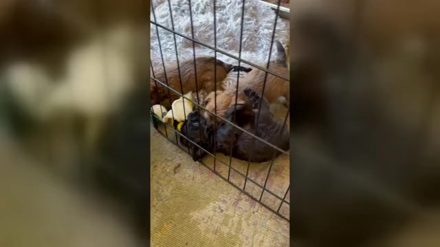 Video preview image #5 Poocan Puppy For Sale in FAIR OAKS, CA, USA