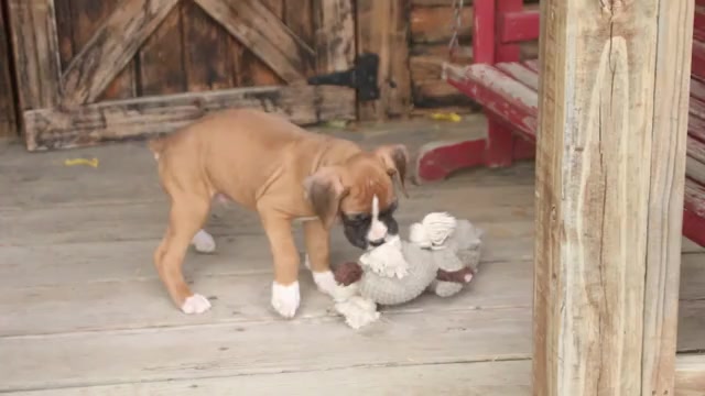 Video preview image #1 Boxer Puppy For Sale in SHIPSHEWANA, IN, USA