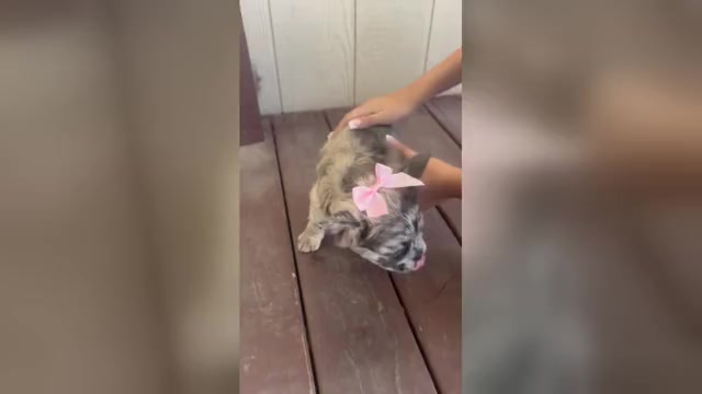 Video preview image #1 French Bulldog Puppy For Sale in MESQUITE, TX, USA