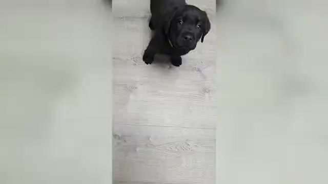 Video preview image #2 Labrador Retriever Puppy For Sale in VICTORVILLE, CA, USA