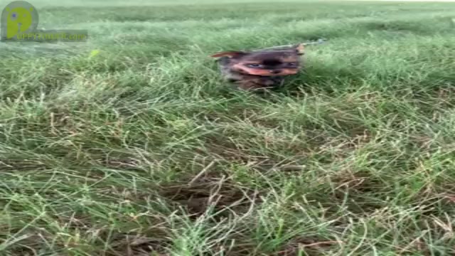 Video preview image #1 Yorkshire Terrier Puppy For Sale in WARSAW, IN, USA