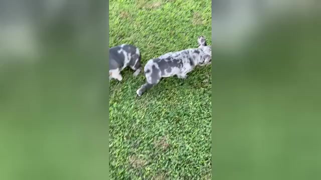 Video preview image #3 French Bulldog Puppy For Sale in RIVERSIDE, CA, USA