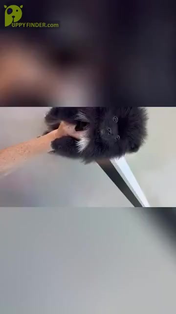 Video preview image #2 Pomeranian Puppy For Sale in SUNNY ISL BCH, FL, USA