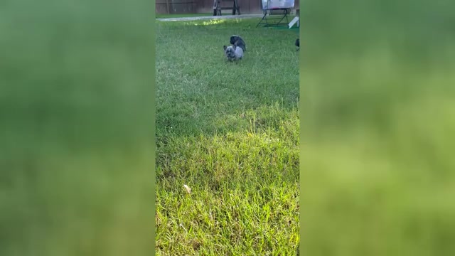 Video preview image #11 French Bulldog Puppy For Sale in ORANGE, TX, USA