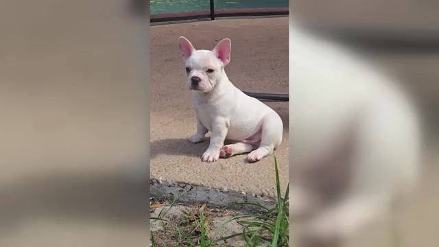 Video preview image #1 French Bulldog Puppy For Sale in SARASOTA, FL, USA