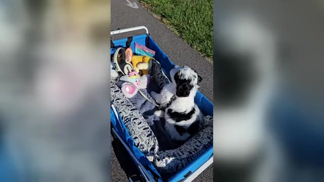 Video preview image #2 Bernedoodle mix (+ Poodle Standard) Puppy For Sale in GREENCASTLE, PA, USA