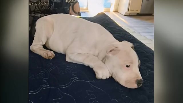 Video preview image #1 American Bully Puppy For Sale in BARNEGAT, NJ, USA