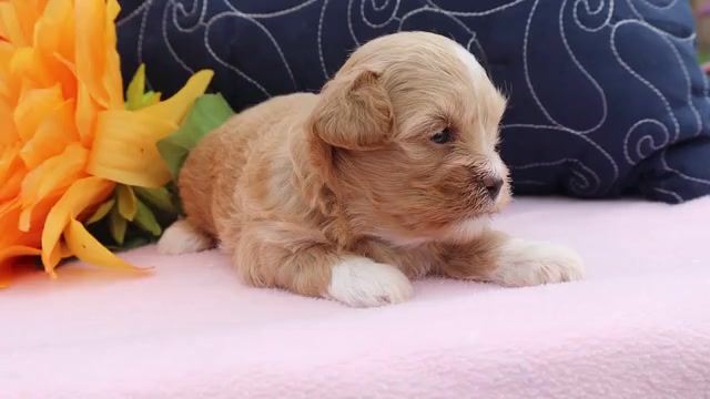 Video preview image #1 ShihPoo Puppy For Sale in THORP, WI, USA