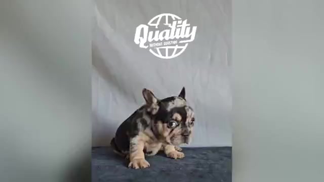 Video preview image #1 French Bulldog Puppy For Sale in MINNEAPOLIS, MN, USA