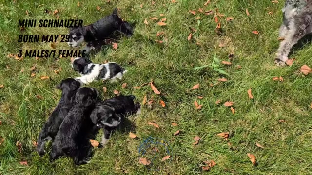 Video preview image #5 Schnauzer (Miniature) Puppy For Sale in GOSHEN, IN, USA