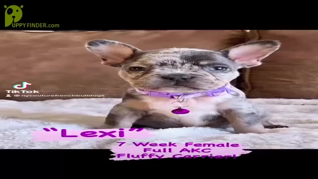 Video preview image #6 French Bulldog Puppy For Sale in SARATOGA SPRINGS, NY, USA