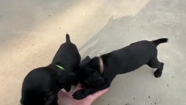 Video preview image #1 German Shorthaired Pointer Puppy For Sale in GREENVILLE, SC, USA