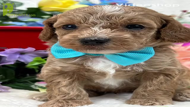 Video preview image #4 Poodle (Miniature) Puppy For Sale in BULLARD, TX, USA