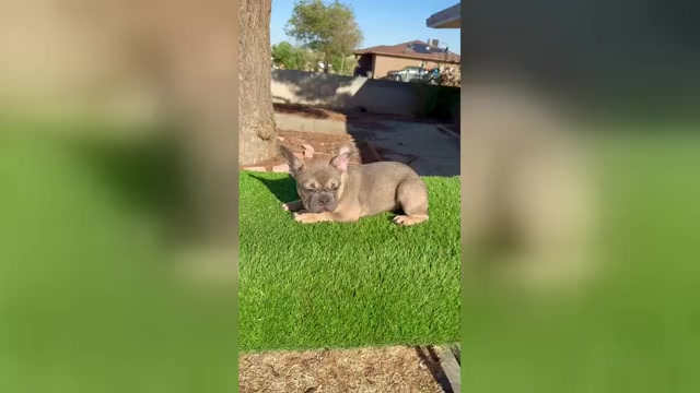 Video preview image #6 French Bulldog Puppy For Sale in JACKSONVILLE, FL, USA