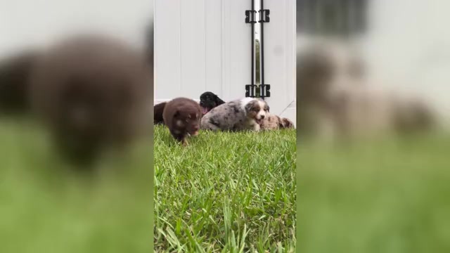 Video preview image #1 Miniature Australian Shepherd Puppy For Sale in WINTER GARDEN, FL, USA