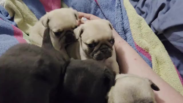 Video preview image #7 Pug Puppy For Sale in HILLSDALE, MI, USA