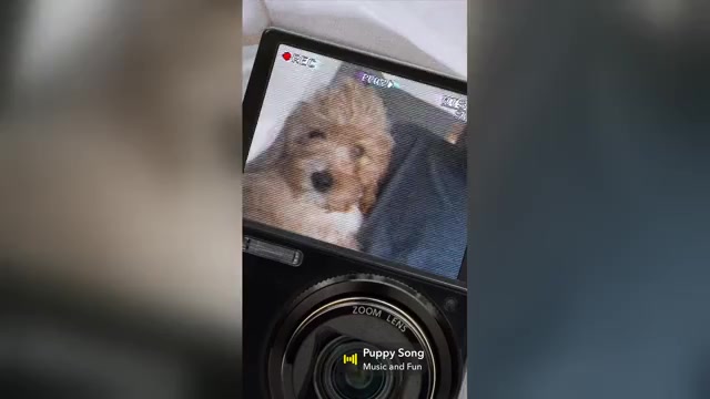 Video preview image #1 Cavapoo (Miniature) Puppy For Sale in BERKLEY, MI, USA