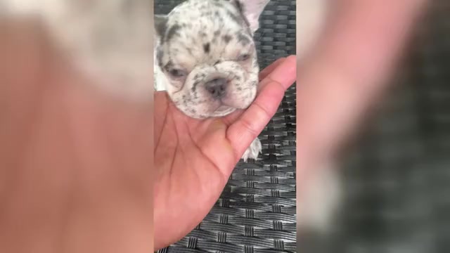 Video preview image #3 French Bulldog Puppy For Sale in PFLUGERVILLE, TX, USA