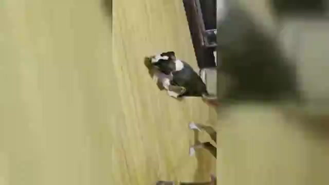 Video preview image #1 Boxer Puppy For Sale in LINN GROVE, IN, USA