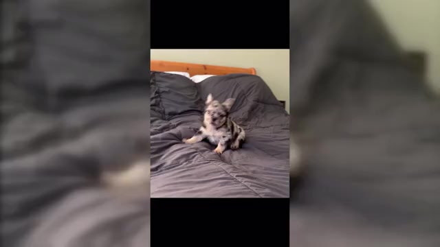 Video preview image #6 French Bulldog Puppy For Sale in PALMDALE, CA, USA