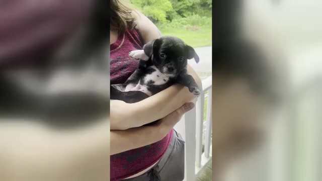 Video preview image #4 French Bullhuahua Puppy For Sale in SPRAGGS, PA, USA
