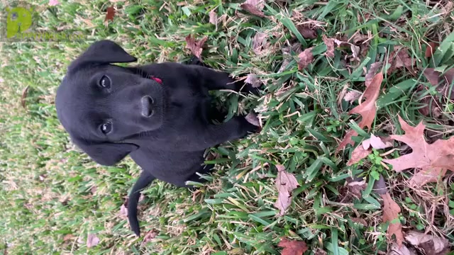 Video preview image #9 Labrador Retriever Puppy For Sale in TYLER, TX, USA
