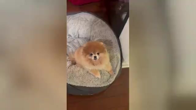 Video preview image #2 Pomeranian Puppy For Sale in CHULA VISTA, CA, USA