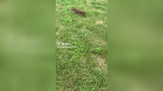 Video preview image #1 Dachshund Puppy For Sale in WARSAW, IN, USA