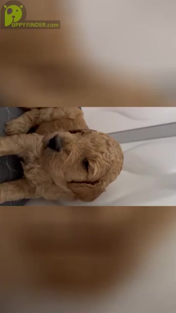 Video preview image #2  Breeder Profile in WENATCHEE, WA, USA