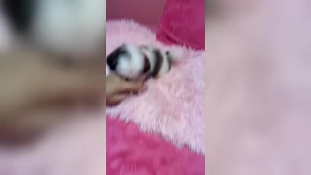 Video preview image #3 Shih Tzu Puppy For Sale in VENETA, OR, USA