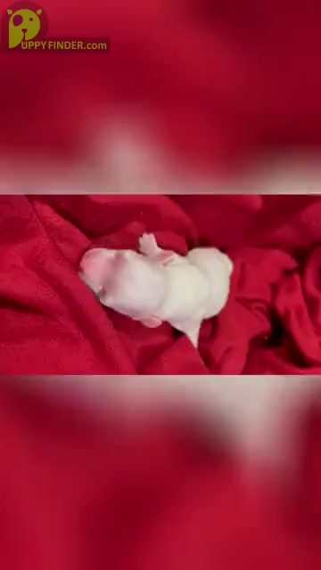 Video preview image #2 Maltese Puppy For Sale in HAYWARD, CA, USA