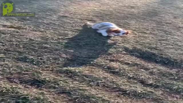 Video preview image #6 Cavalier King Charles Spaniel Puppy For Sale in WARSAW, IN, USA