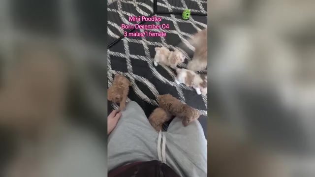 Video preview image #4  Breeder Profile in GOSHEN, IN, USA