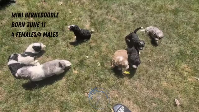 Video preview image #2 Miniature Bernedoodle Puppy For Sale in GOSHEN, IN, USA