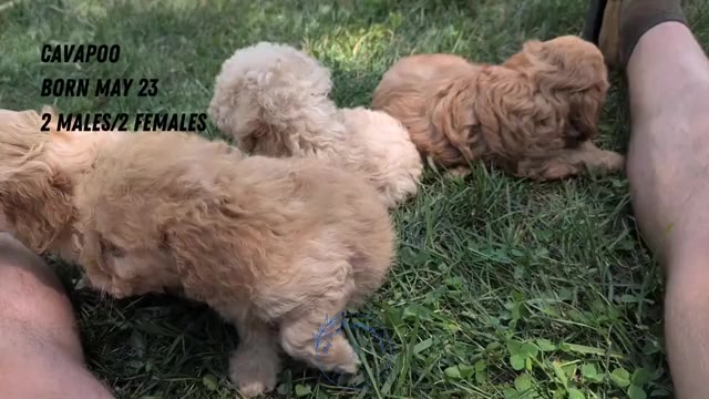 Video preview image #2 Cavapoo Puppy For Sale in GOSHEN, IN, USA