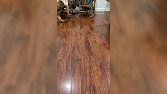 Video preview image #1 German Shepherd Dog Puppy For Sale in MADISON HEIGHTS, VA, USA