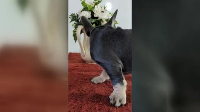 Video preview image #3 French Bulldog Puppy For Sale in GOSHEN, IN, USA