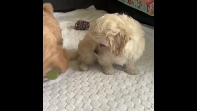 Video preview image #1 Cav-A-Malt-Maltese Mix Puppy For Sale in ROCK STREAM, NY, USA