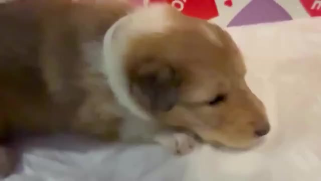 Video preview image #8 Collie Puppy For Sale in HIGH POINT, NC, USA