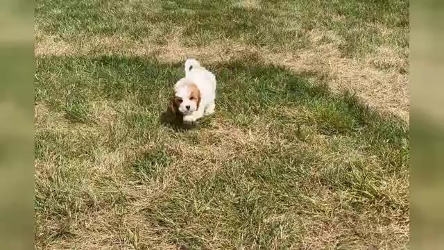 Video preview image #1 Cavapoo Puppy For Sale in WARSAW, IN, USA