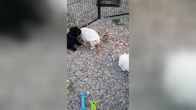 Video preview image #1 Labrador Retriever Puppy For Sale in MAYVILLE, MI, USA
