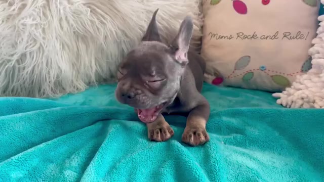 Video preview image #3 French Bulldog Puppy For Sale in SEATTLE, WA, USA