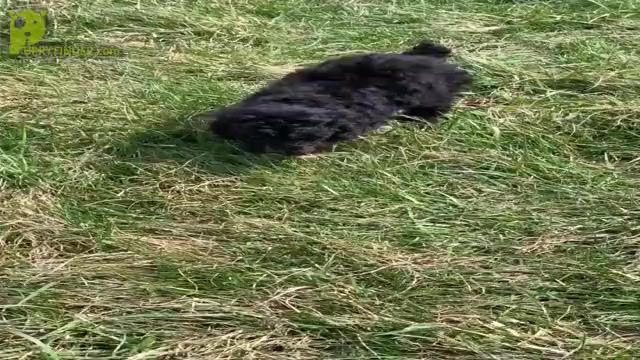 Video preview image #8 Poodle (Miniature) Puppy For Sale in WARSAW, IN, USA