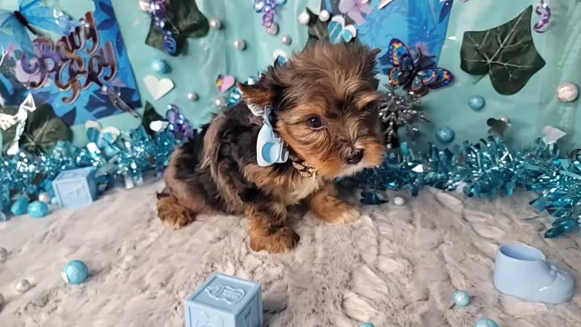Video preview image #1 Yorkshire Terrier Puppy For Sale in HARKER HEIGHTS, TX, USA