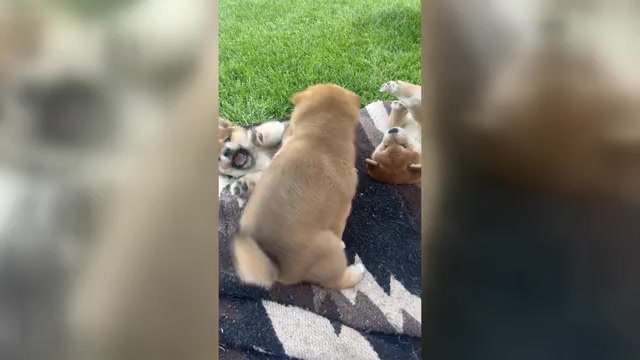 Video preview image #5 Shiba Inu Puppy For Sale in YUCCA VALLEY, CA, USA