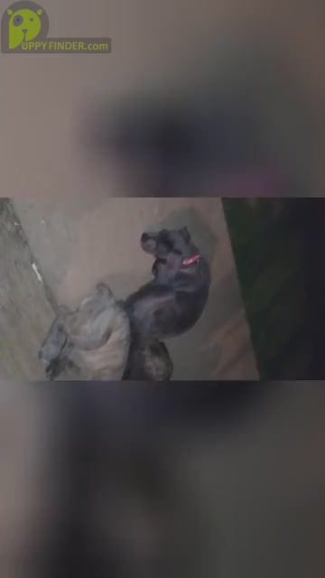 Video preview image #6 Cane Corso Puppy For Sale in DOUGLASVILLE, GA, USA