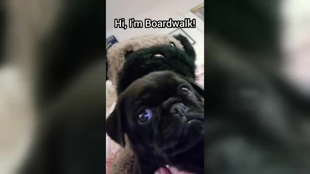 Video preview image #4 Pug Puppy For Sale in LYNDON CENTER, VT, USA